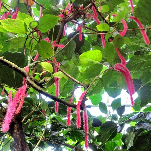 Acalypha hispida عادت داشتن