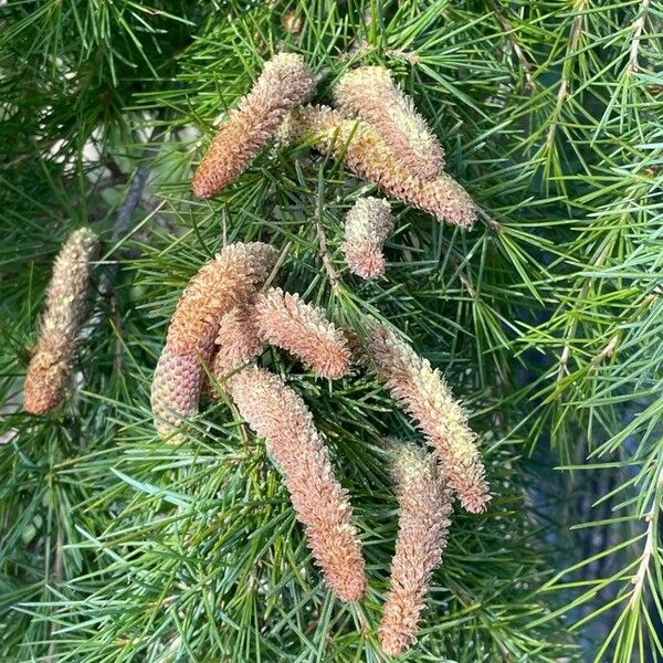 Cedrus deodara Blüte