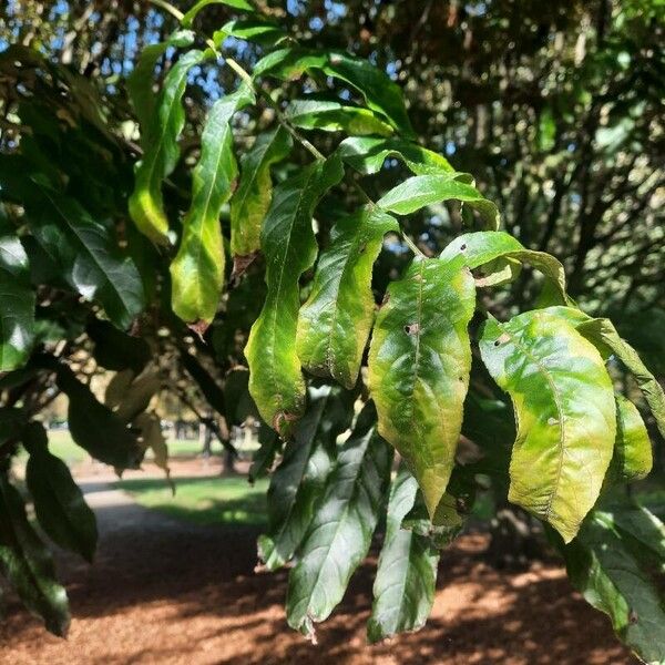 Pterocarya fraxinifolia 叶