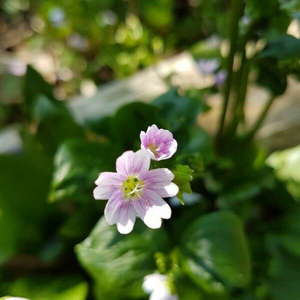 Claytonia sibirica Fleur