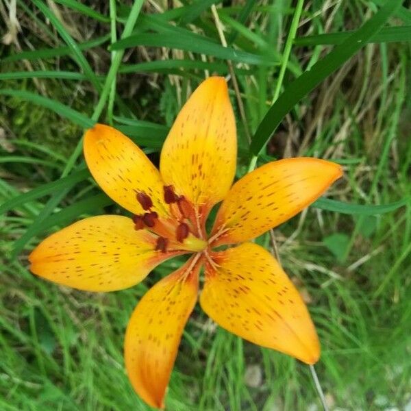 Lilium bulbiferum Flor