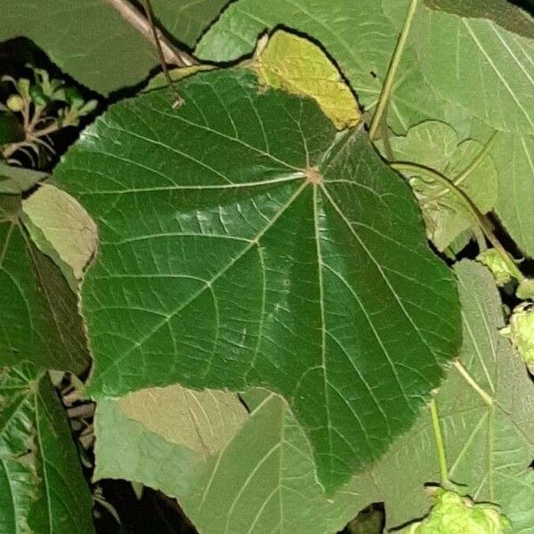 Dombeya wallichii Foglia