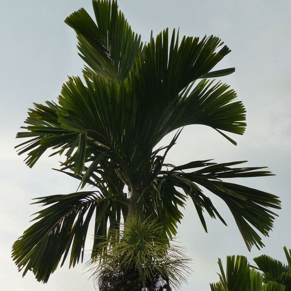 Areca catechu Flower