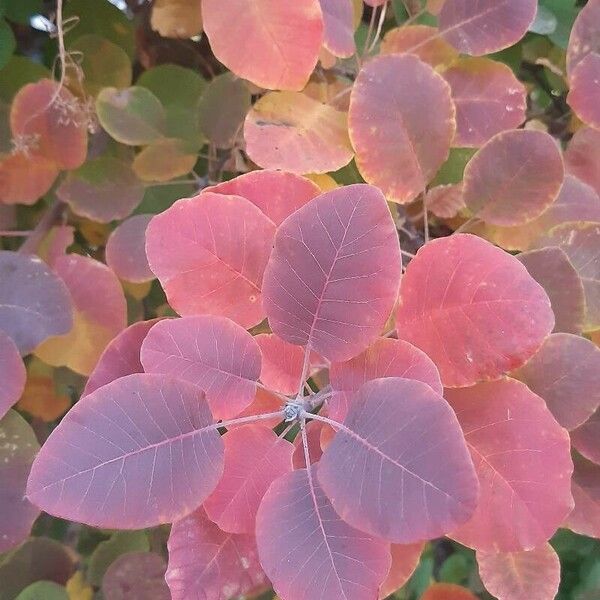 Cotinus obovatus Blad