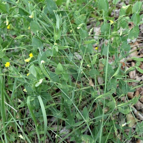 Lathyrus aphaca Elinympäristö