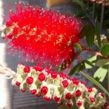 Callistemon citrinus Flor