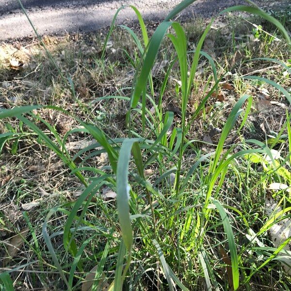 Capillipedium spicigerum Habit