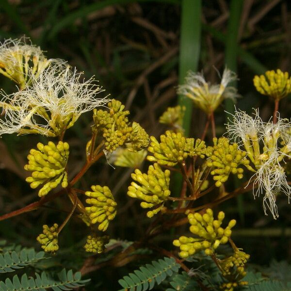 Albizia carbonaria Hábito