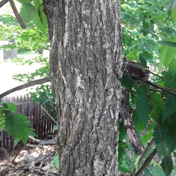 Ulmus americana Bark