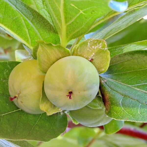 Diospyros kaki Fruit