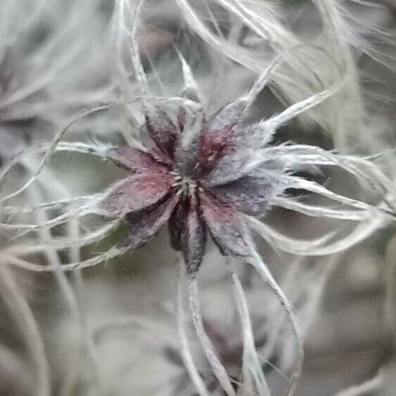 Clematis vitalba 果