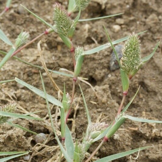 Crypsis schoenoides Other