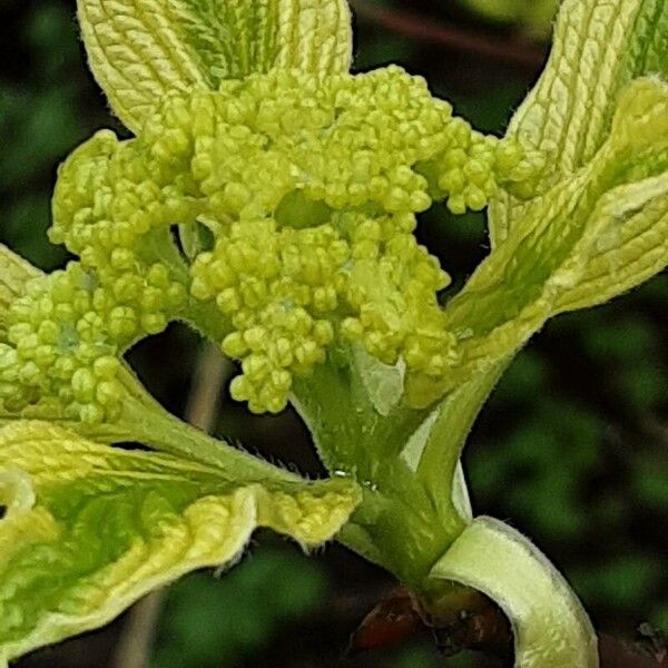 Cornus alba Flower