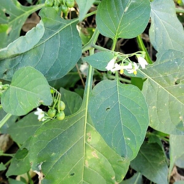 Solanum americanum Leaf