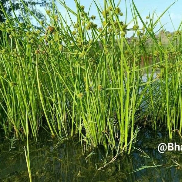 Cyperus difformis Цвят