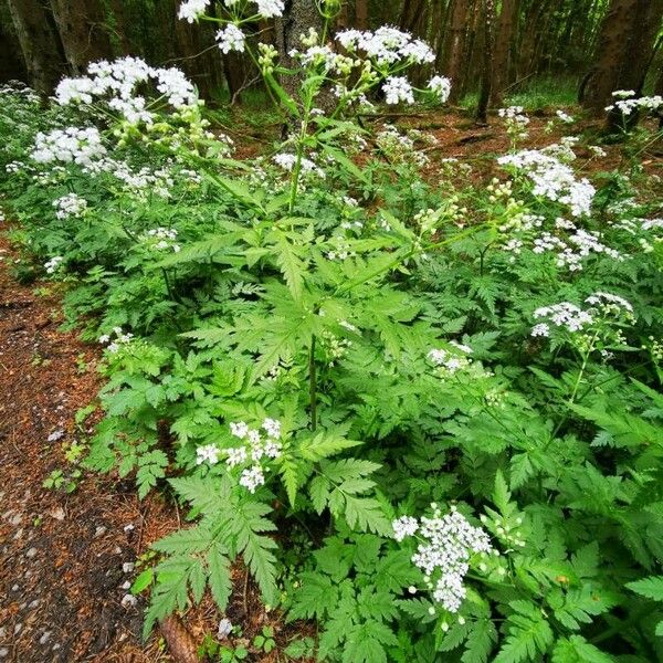 Anthriscus sylvestris Pokrój