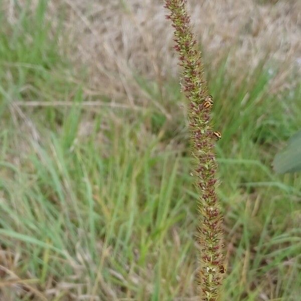 Setaria sphacelata Flor