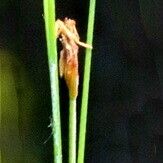 Eleocharis quinqueflora Flower