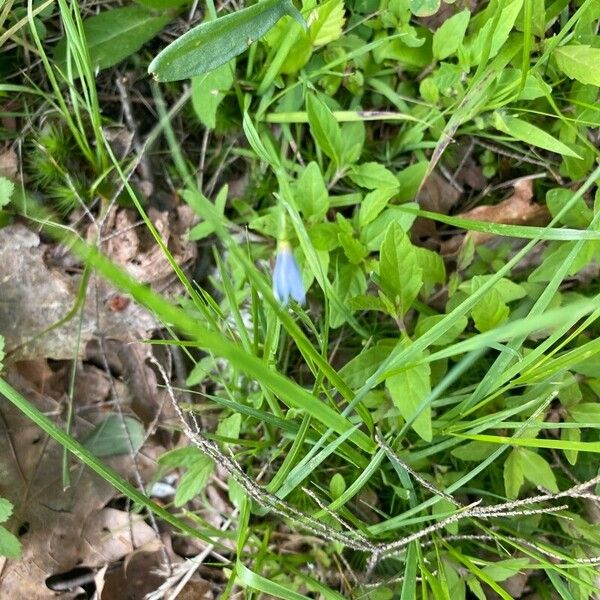 Sisyrinchium angustifolium Blomst