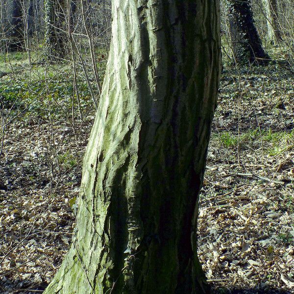 Carpinus betulus Bark