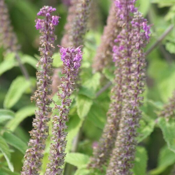 Teucrium hircanicum 花