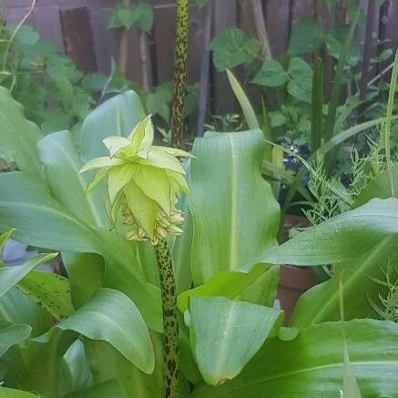 Eucomis autumnalis 花