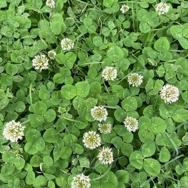 Trifolium repens পাতা