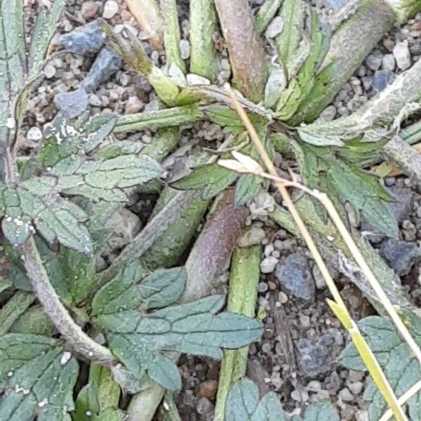 Ranunculus repens Écorce