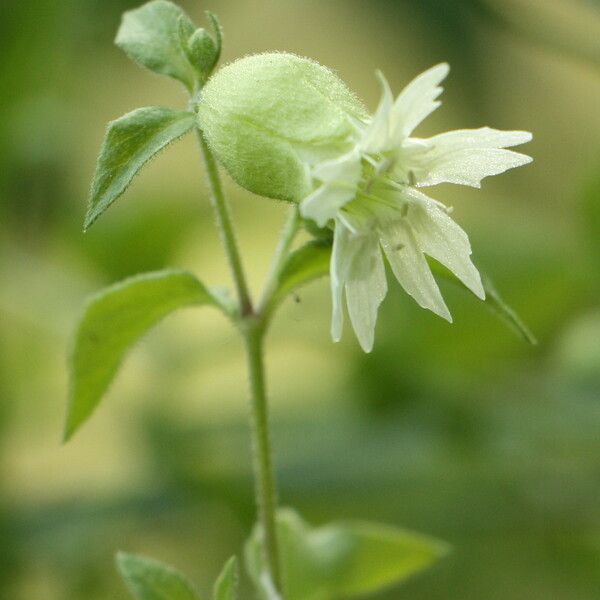 Silene baccifera Flor