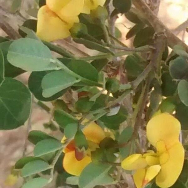 Coronilla valentina Flower