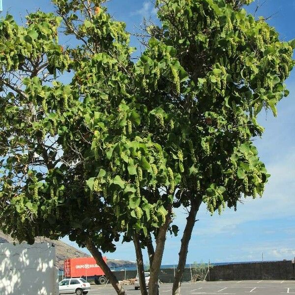 Coccoloba uvifera Hábito