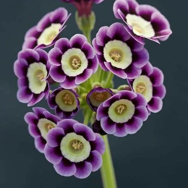 Primula auricula ফুল