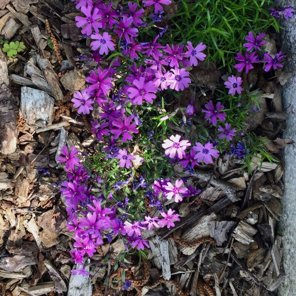 Phlox subulata عادت داشتن