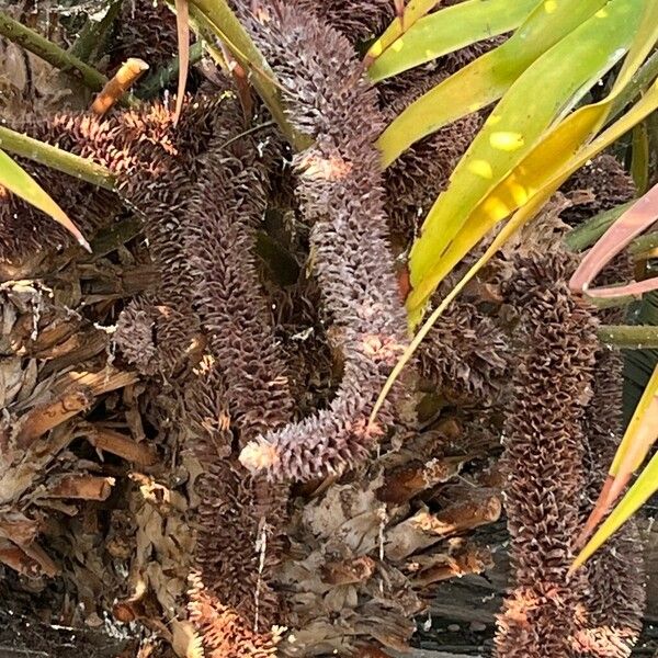 Ceratozamia mexicana Flower