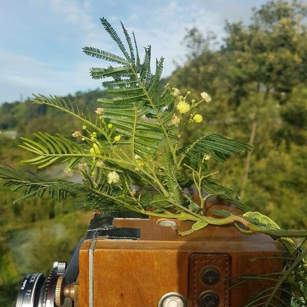 Acacia mearnsii Hoja