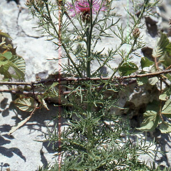 Centaurea corymbosa Hábito