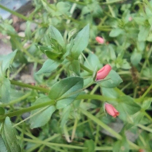 Lysimachia arvensis Cvet