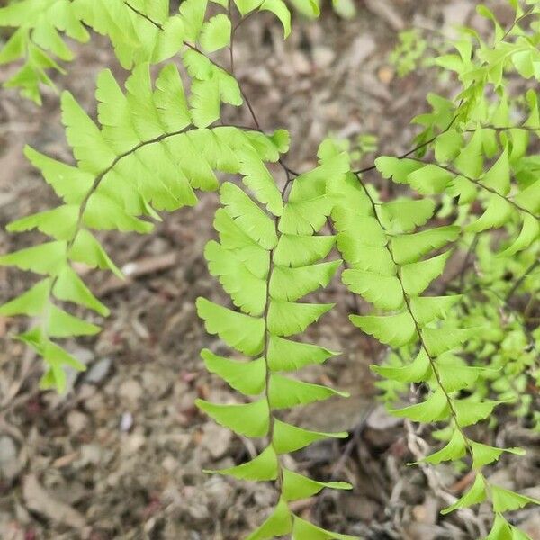 Adiantum pedatum Leht