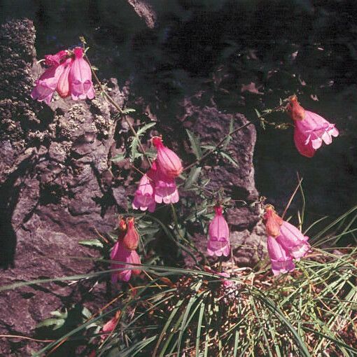 Penstemon rupicola Hábito