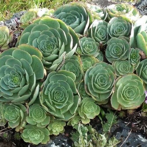 Aeonium aureum Yaprak