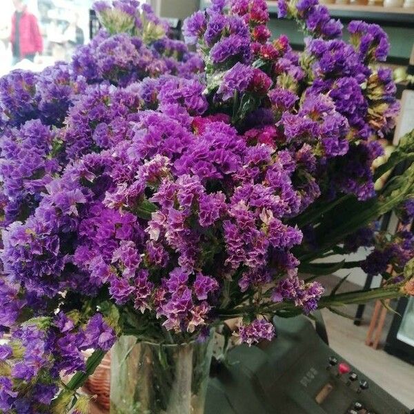 Limonium sinuatum Flower