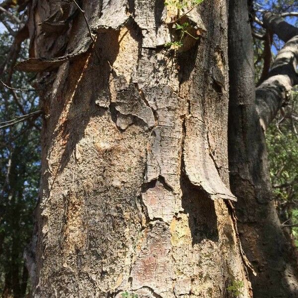 Albizia forbesii Bark