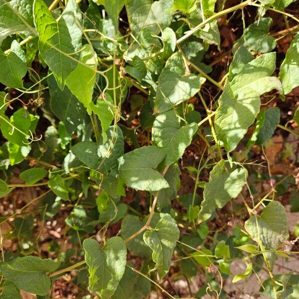 Antigonon leptopus Deilen