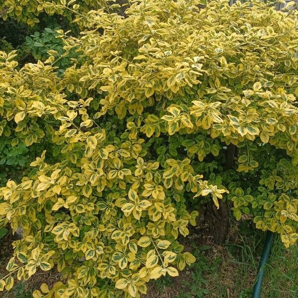 Euonymus fortunei Ліст