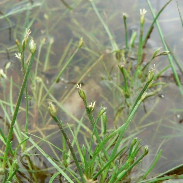 Isolepis fluitans Συνήθη χαρακτηριστικά