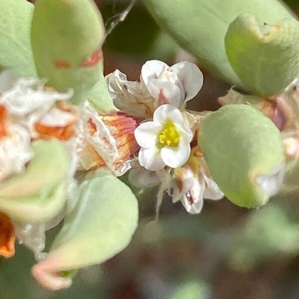 Polygonum maritimum Flors