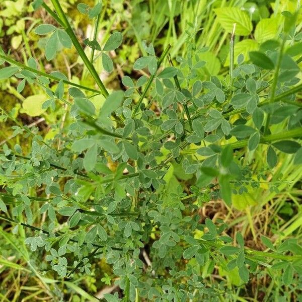 Cytisus spinosus Leht