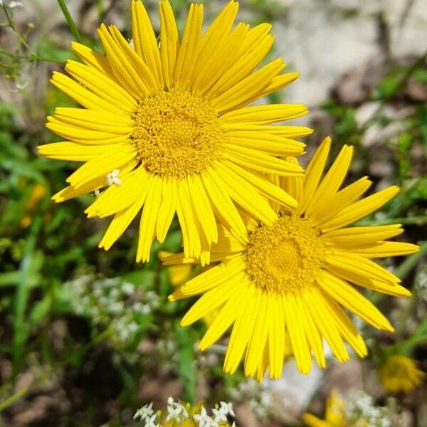 Buphthalmum salicifolium പുഷ്പം