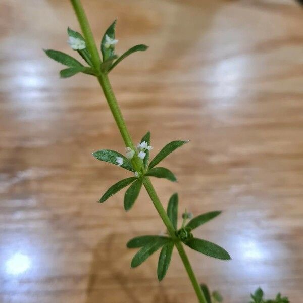Galium verrucosum Flower