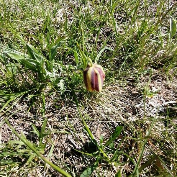 Fritillaria lusitanica Цвят